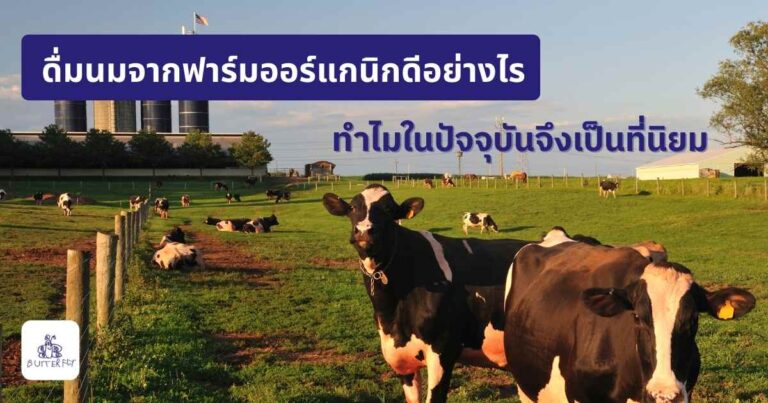ดื่มนมจากฟาร์มออร์แกนิกดีอย่างไร ทำไมในปัจจุบันจึงเป็นที่นิยม