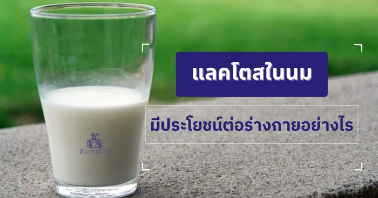 แลคโตสในนมมีประโยชน์ต่อร่างกายอย่างไร