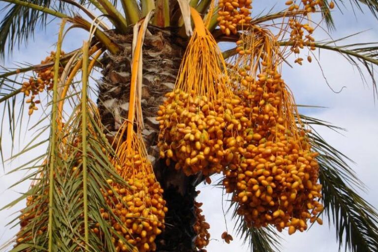 อินทผาลัมกินยังไง ให้ได้ประโยชน์ต่อสุขภาพมากที่สุด